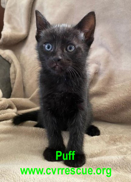 Puff
